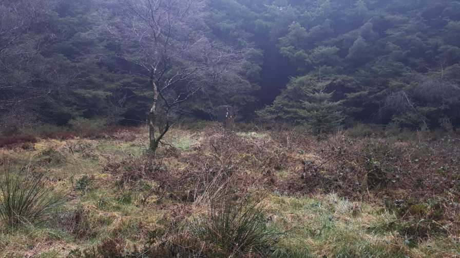             MountainViews.ie picture about Carricktriss Gorse             