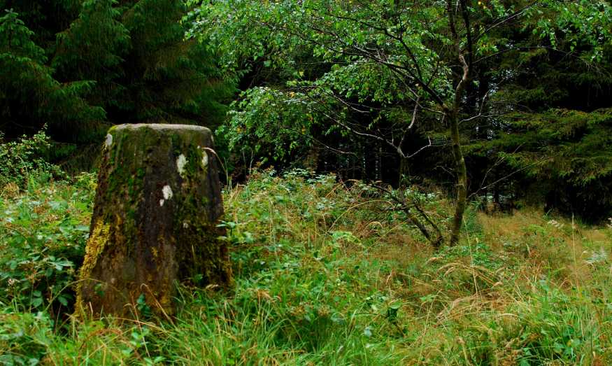             MountainViews.ie picture about Carricktriss Gorse             