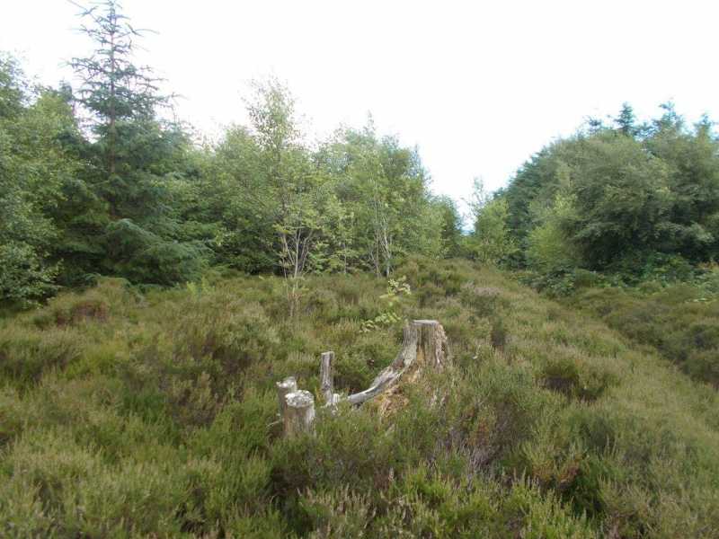             MountainViews.ie picture about Plas-crogen Wood             