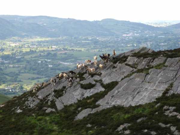 MountainViews.ie Picture about mountain Croslieve (<i>Croisshliabh</i>) in area Gullion, Ireland