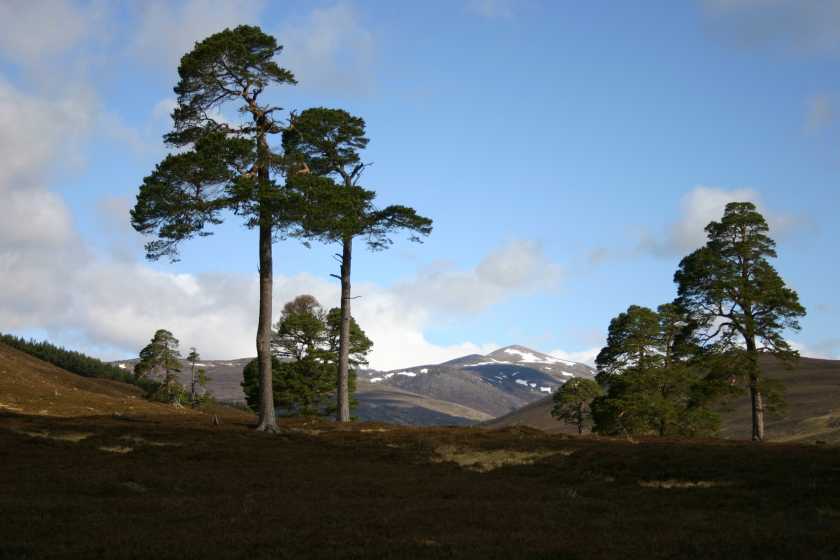 MountainViews.ie Picture about mountain Derry Cairngorm  in area Cairngorms, Ireland